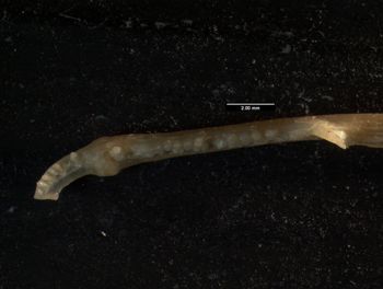 Media type: image;   Herpetology R-66857